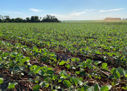 Vazio Sanitário Soja: produtor deve ficar atento