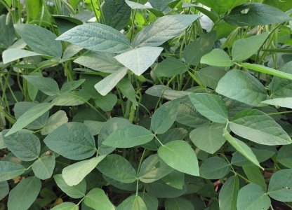 Manejo de doenças na soja