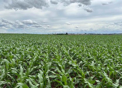 Cuidados iniciais na cultura do milho 2ª safra