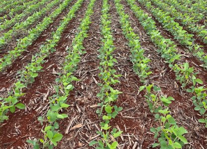 Cuidados iniciais no manejo da cultura da soja