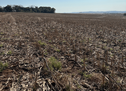 Dessecação pré-plantio da soja: passo essencial para uma boa safra
