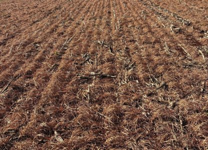 Cuidados essenciais no início da safra de soja verão