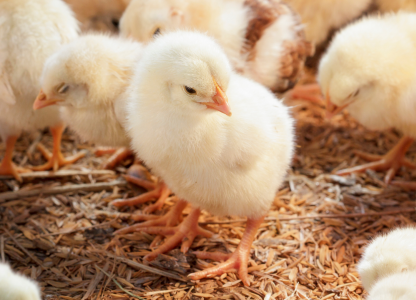 Importância da Fase Inicial do Lote para Bons Resultados 