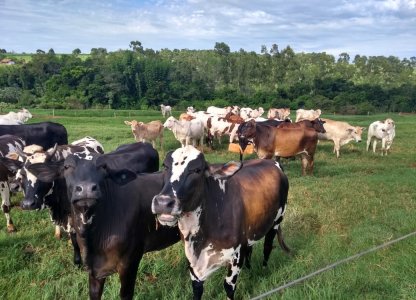 Suplementação oferecida pela Coagru é alternativa para os pecuaristas durante o inverno
