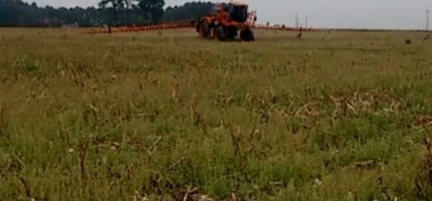 Manejo de dessecação no pré-plantio da cultura da soja