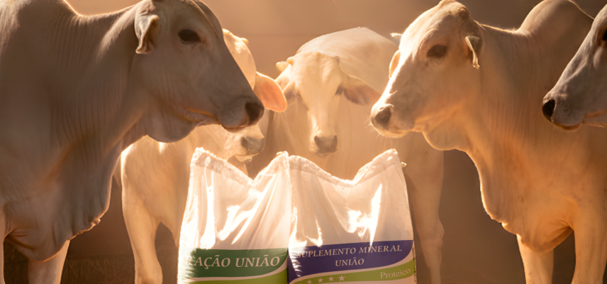 Importância da suplementação mineral para bovinos
