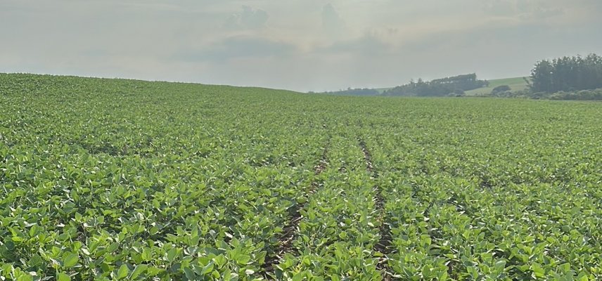 Panorama das lavouras de Soja Safra 2024/2025