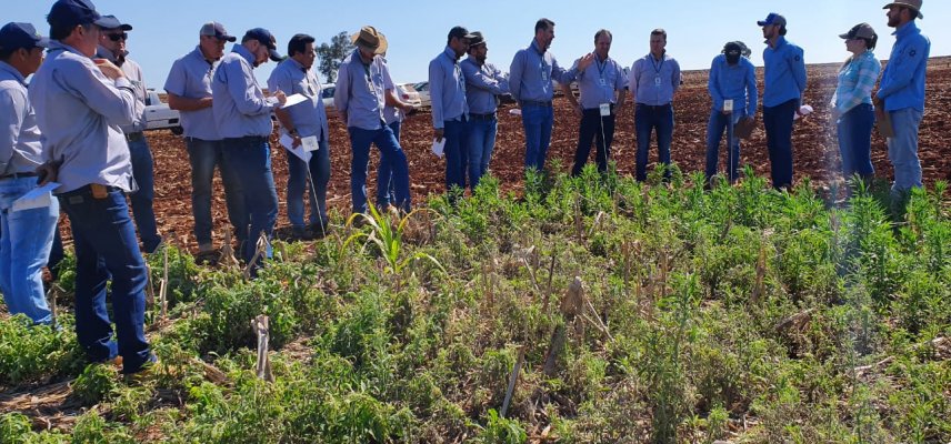 DEPARTAMENTO TÉCNICO DA COAGRU VISITA ÁREA DE ENSAIO PARA MANEJO DE PLANTAS DANINHAS