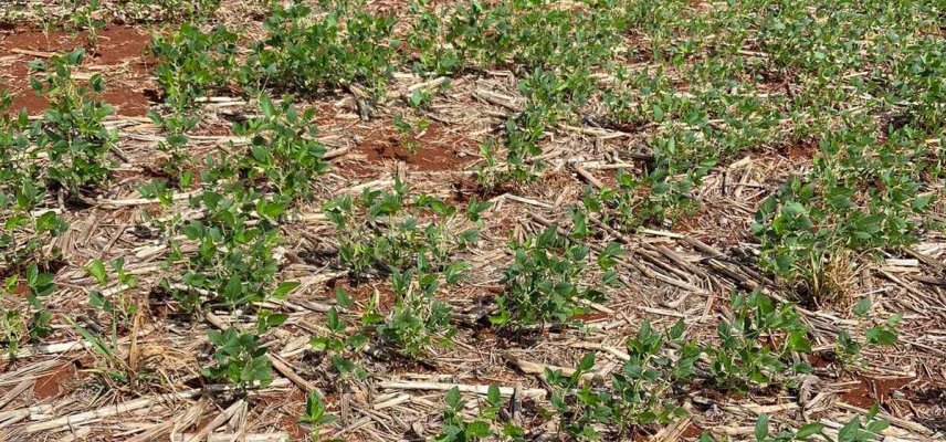 Fungos no Solo  Cultura da soja