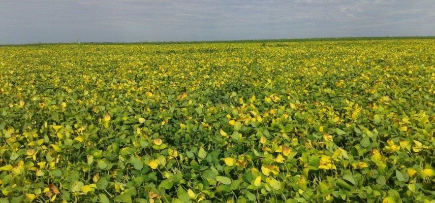 Soja na reta final na área de ação da COAGRU