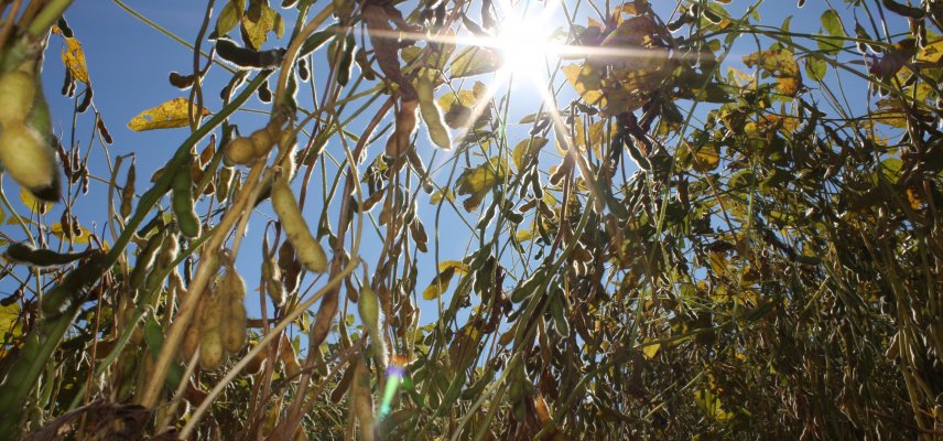 CLIMA SECO PREOCUPA COOPERANTES DA COAGRU