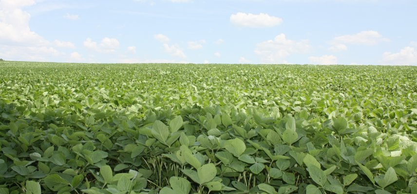 Lavouras de soja apresentam excelente desenvolvimento