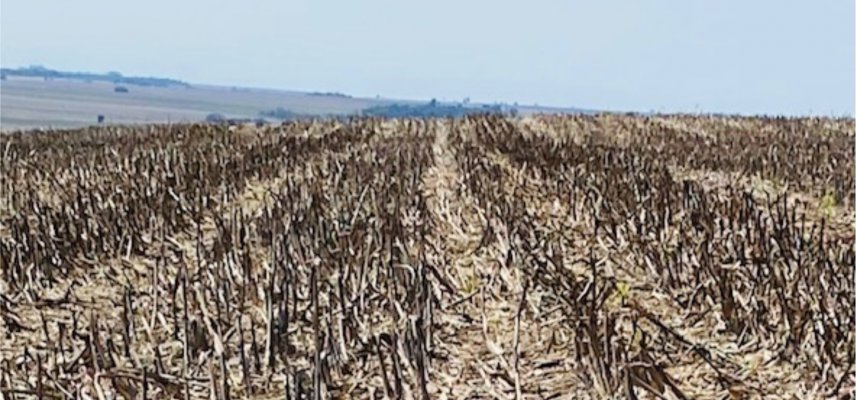 Umidade no solo favorece o início da Safra Verão 2020/2021