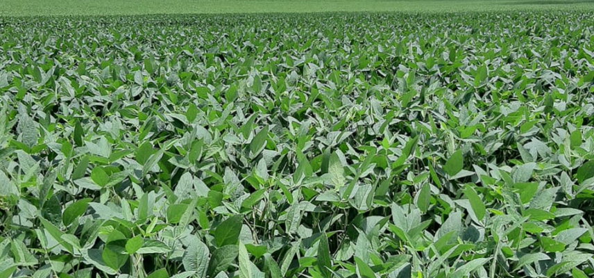 Retorno das chuvas traz boas expectativas para a Safra de Soja 2020/2021