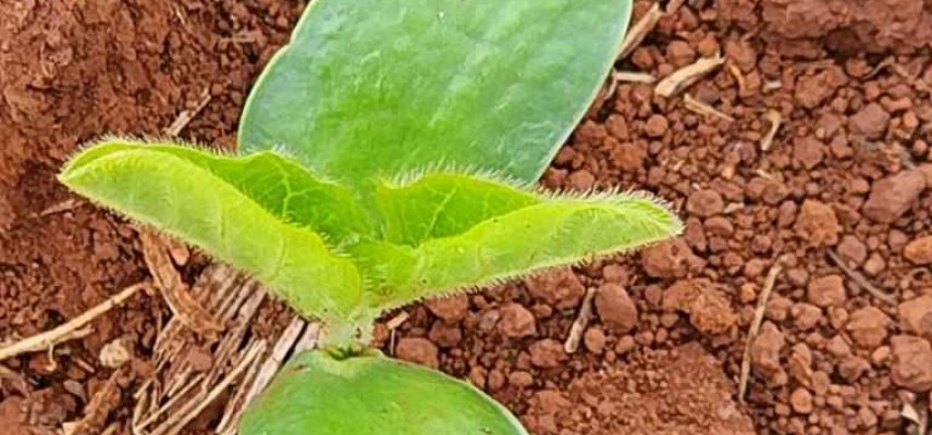 CORREÇÃO DE SOLO: GRANDE ALIADA DO HOMEM DO CAMPO