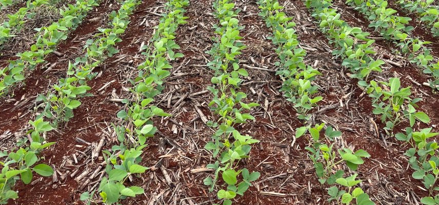 Cuidados iniciais no manejo da cultura da soja