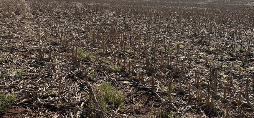 Dessecação pré-plantio da soja: passo essencial para uma boa safra