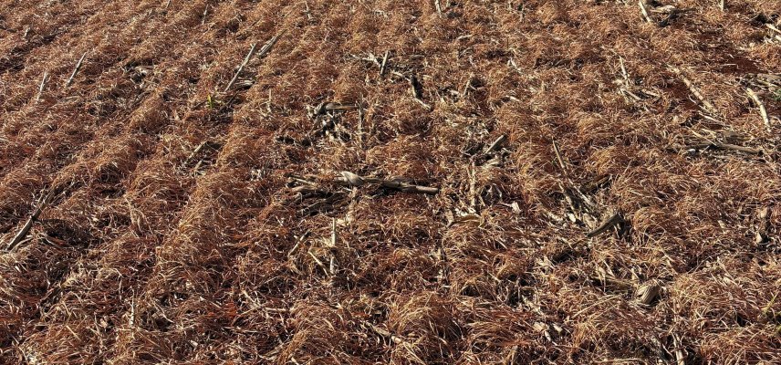 Cuidados essenciais no início da safra de soja verão