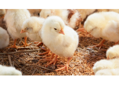 Import�ncia da Fase Inicial do Lote para Bons Resultados 