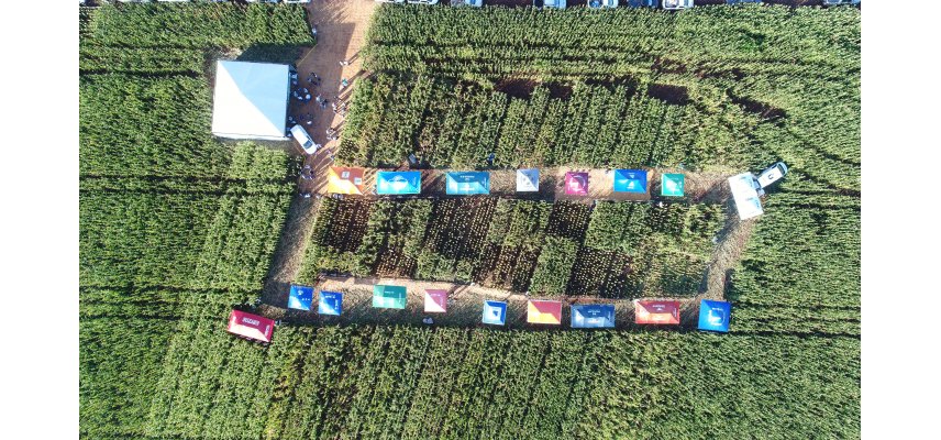 Unidade de Yolanda realiza Dia de Campo Descentralizado