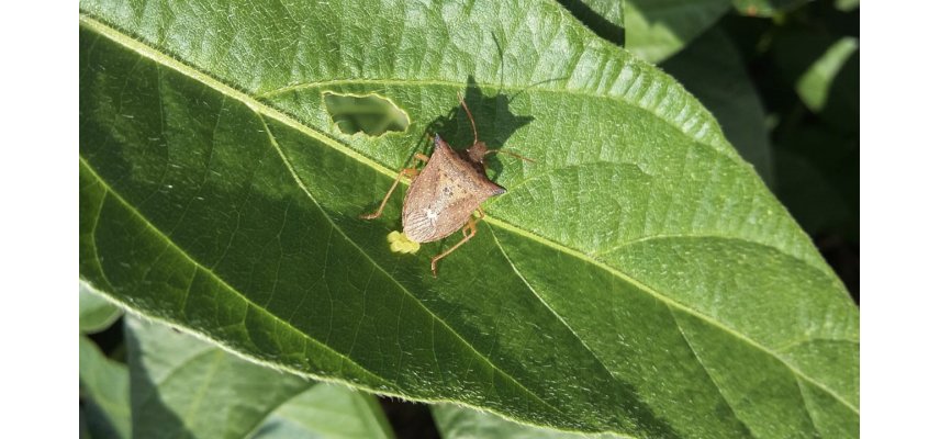 Início do Monitoramento de Pragas na Soja Safra 2020/2021