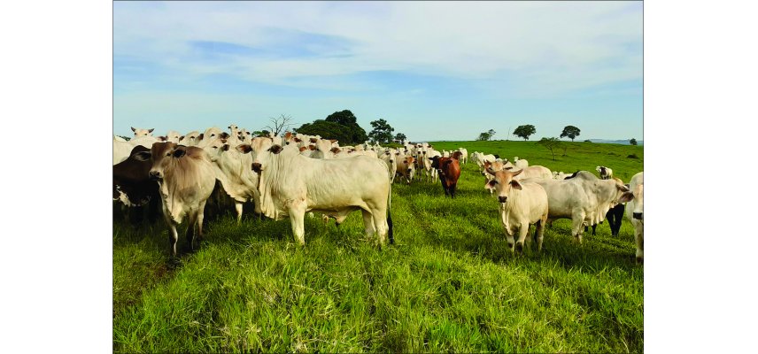 Produtos União possibilitam aos pecuaristas melhores resultados no período de inverno