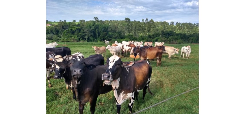 Suplementação oferecida pela Coagru é alternativa para os pecuaristas durante o inverno
