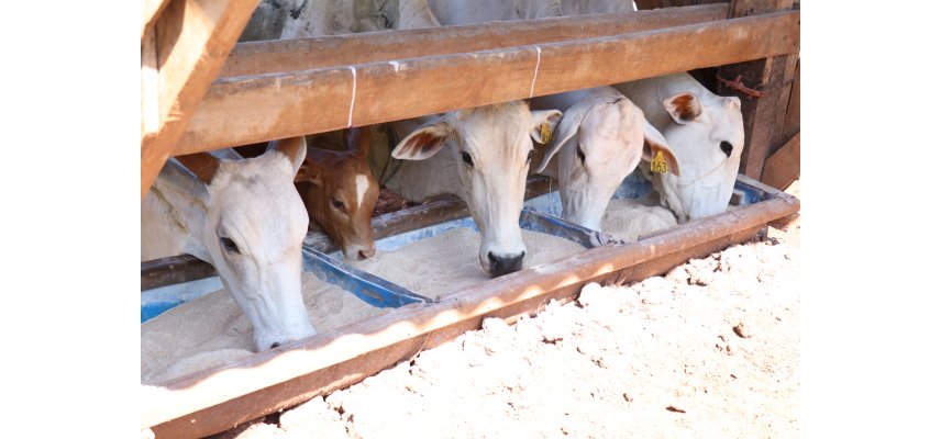 Orientação para suplementação no período de inverno