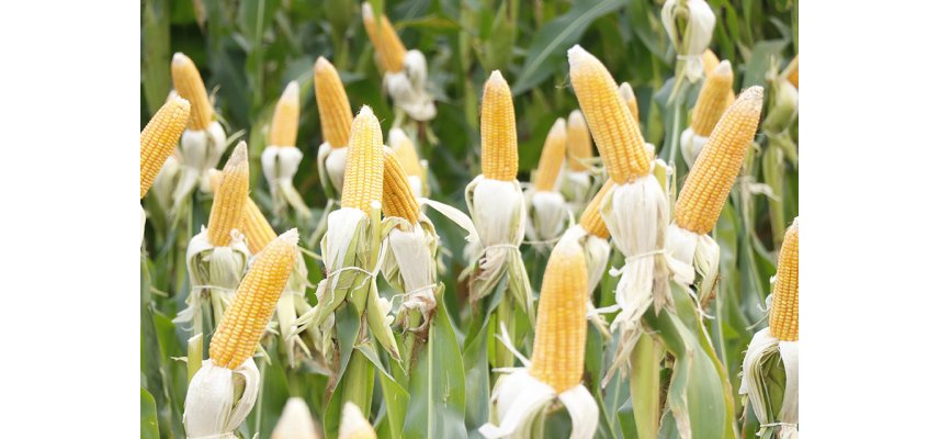 Coagru realiza Dias de Campo de Milho 2ª Safra nas unidades