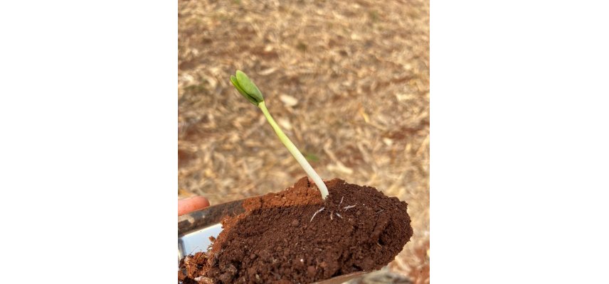 Plantio da Safra Verão 2021/2022