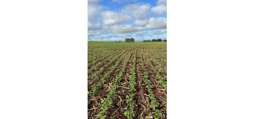 Produtores devem ficar atentos ao novo calendário do vazio sanitário da soja