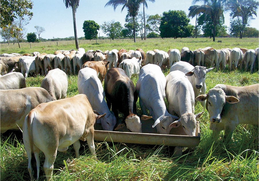 Suplemento Mineral União Cabeceira